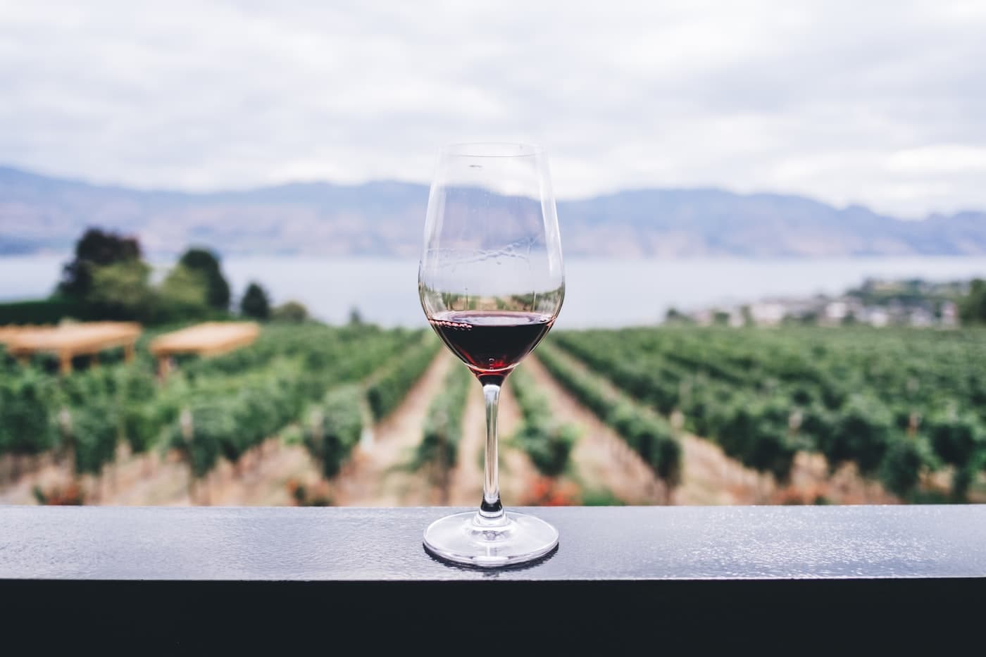 A vineyard landscape in warm light