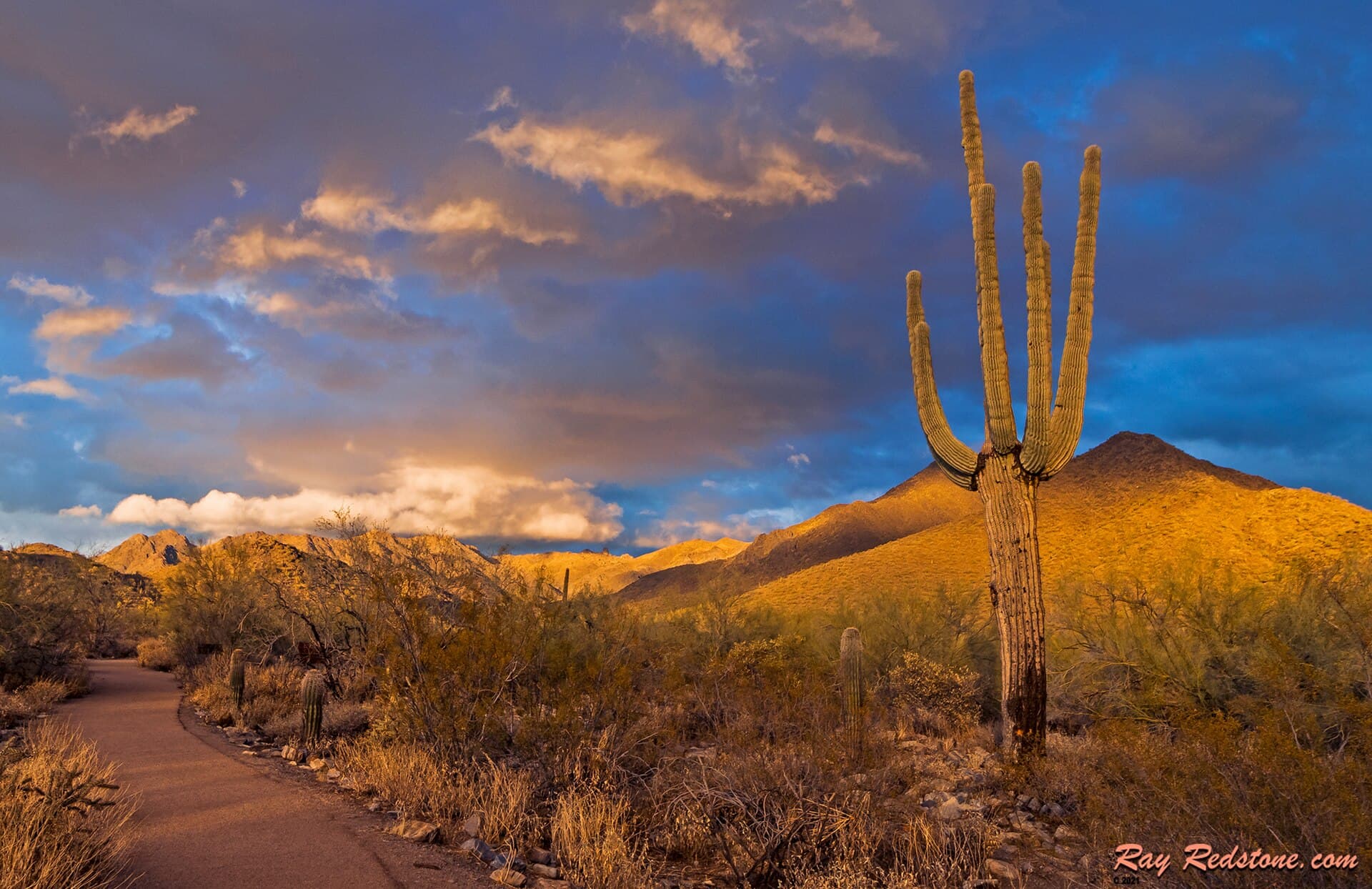 Saguaro cactus and desert mountains glowing at sunset near Scottsdale