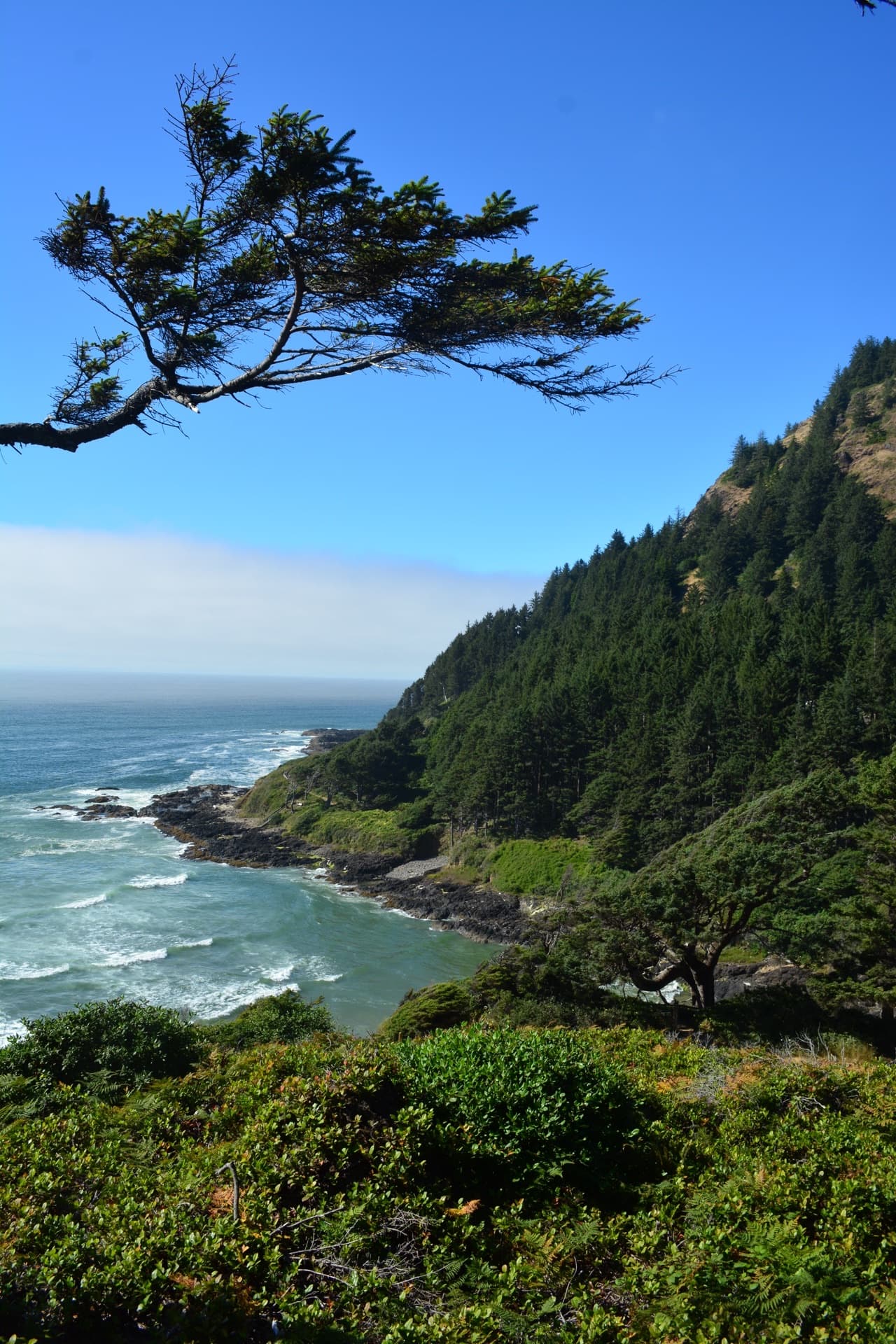 A dramatic forested headland above the Oregon Coast surf
