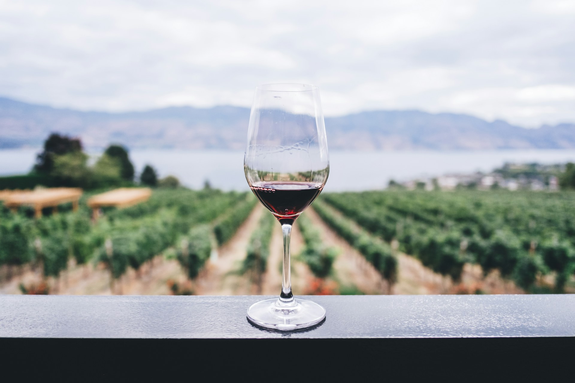 Rows of grapevines turning gold across a California wine-country hillside